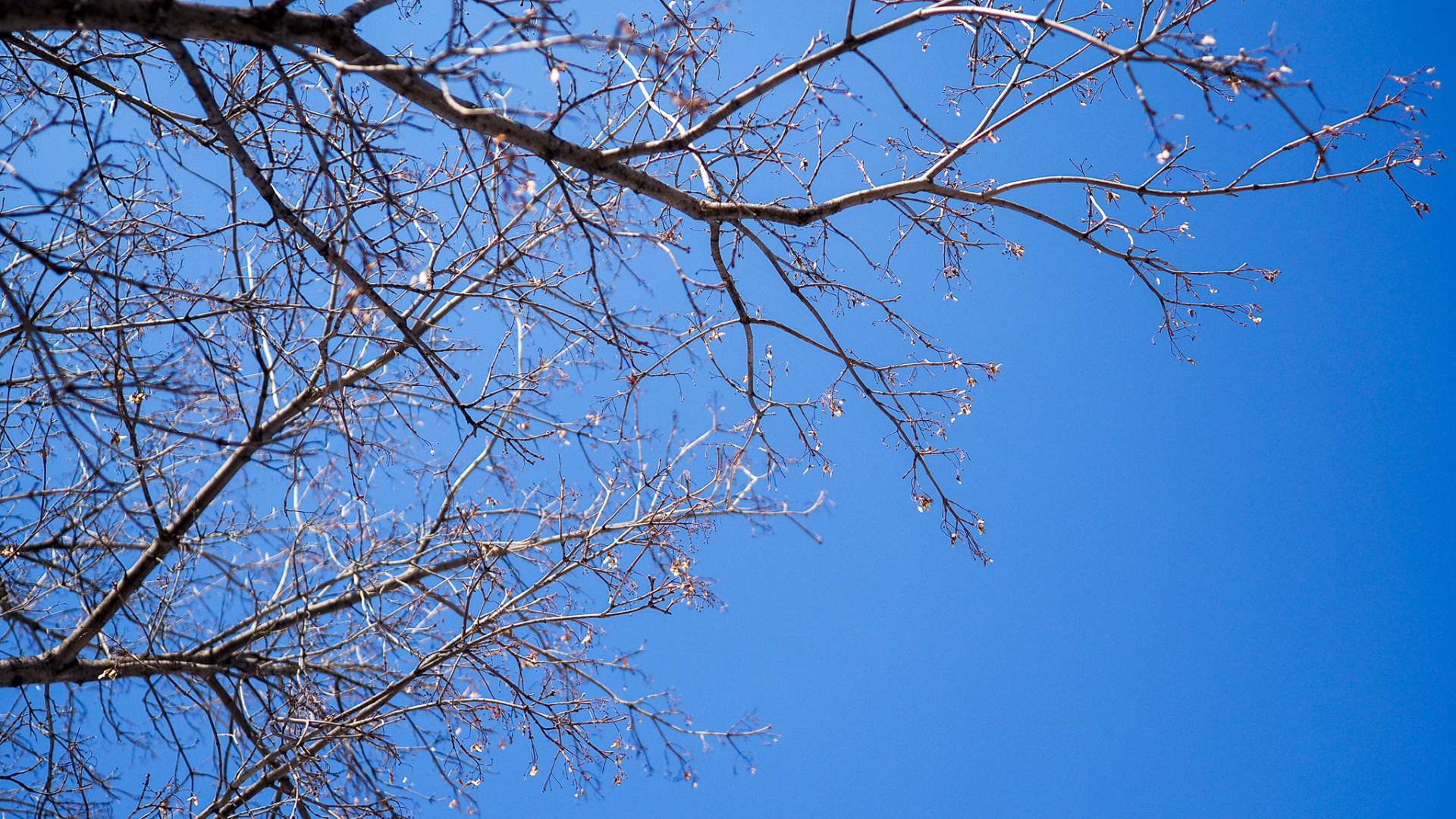 Bradford pear