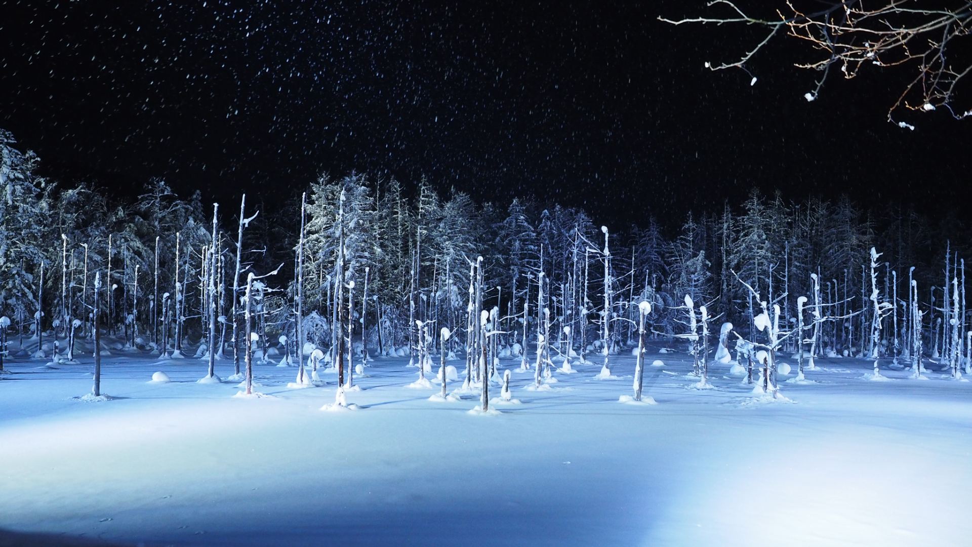 Blue Pond in Biei Town, Hokkaido