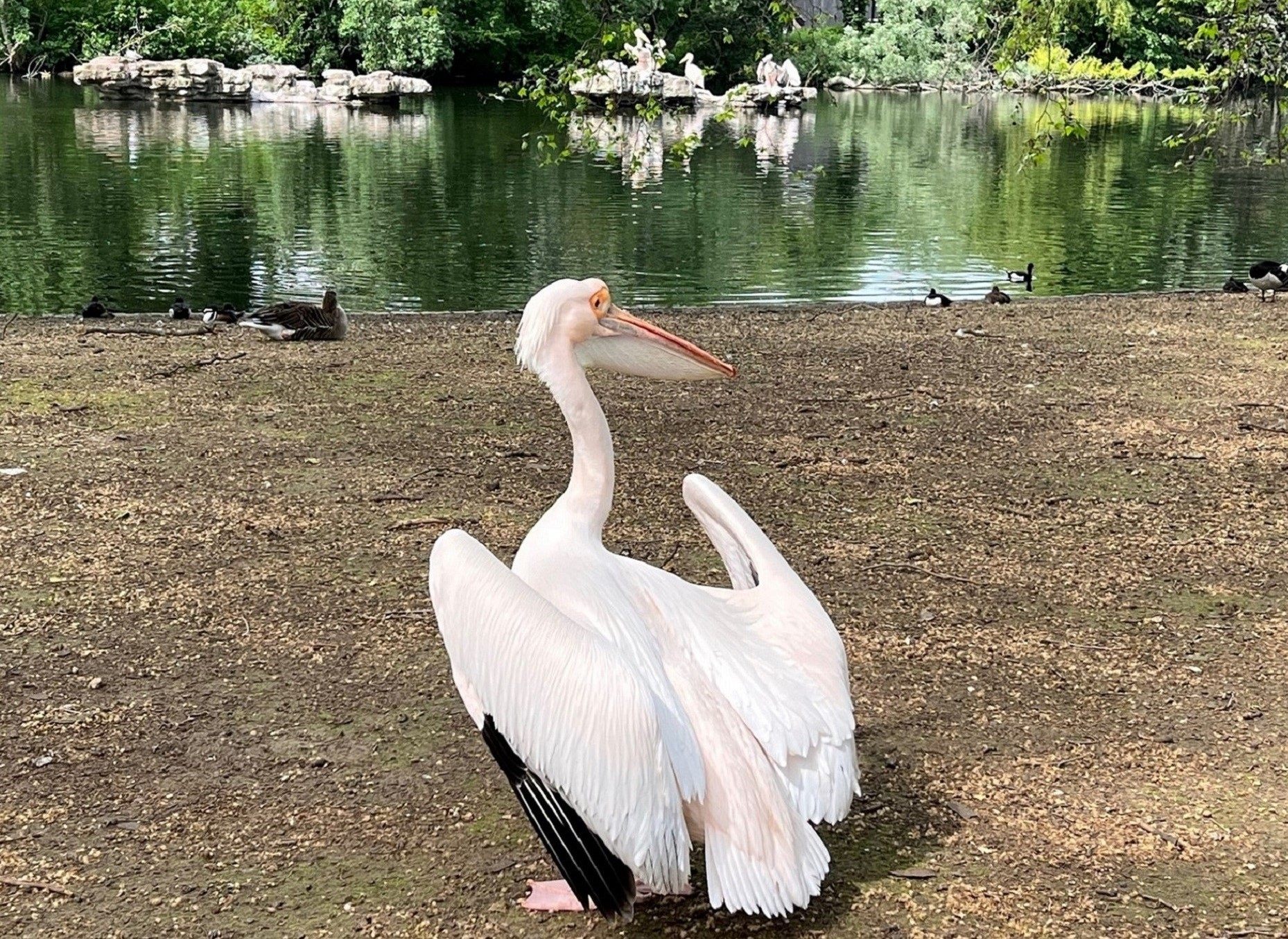 ペリカンが池の中央から飛んできてくれたので、アップの写真をどうぞ