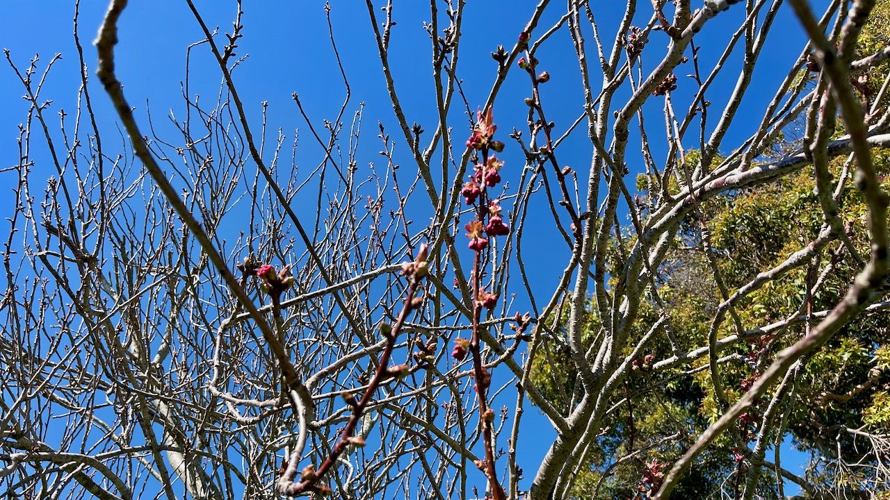 桜の蕾