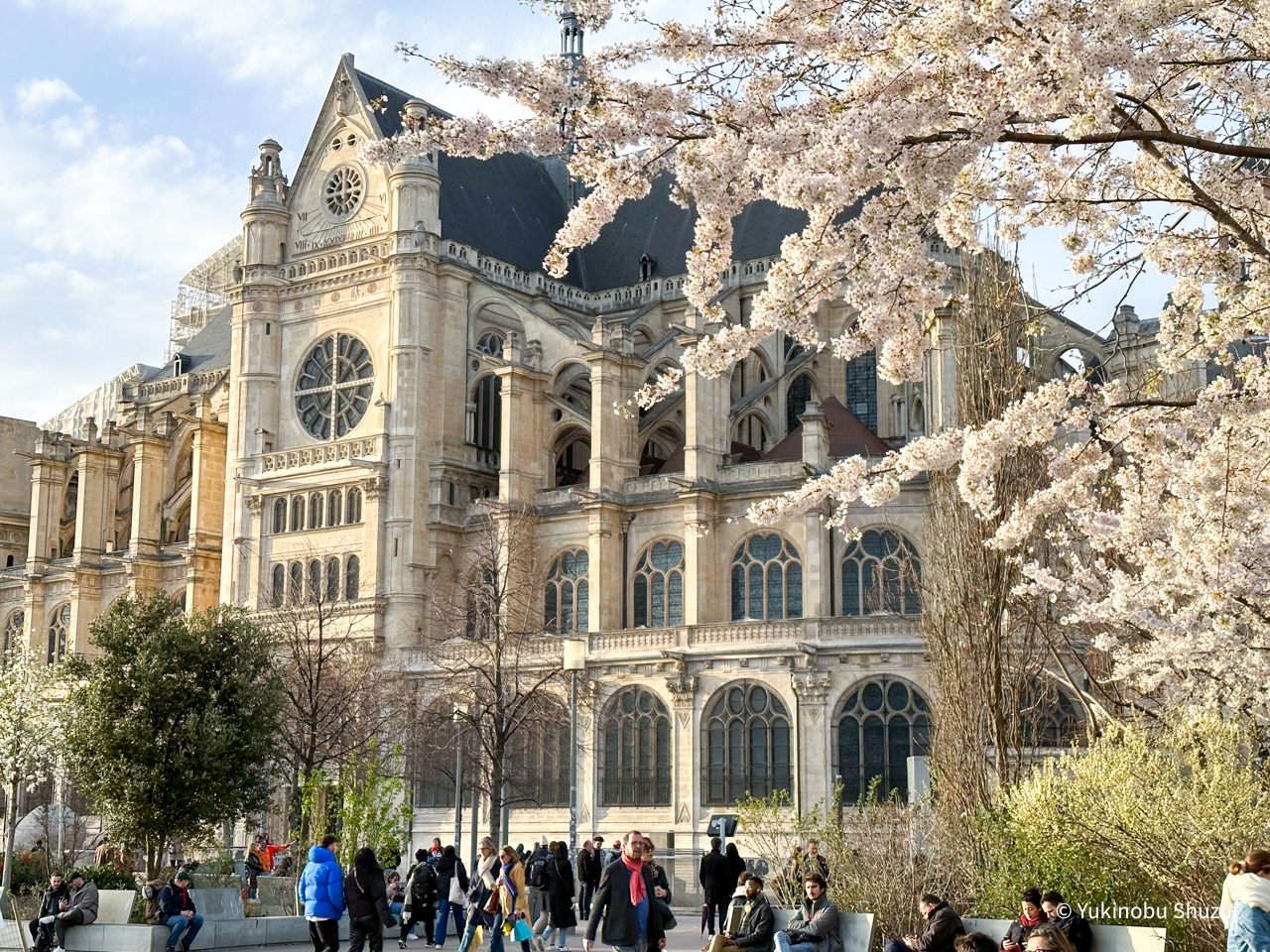 パリ市内サン・サントゥスタッシュ教会前の桜