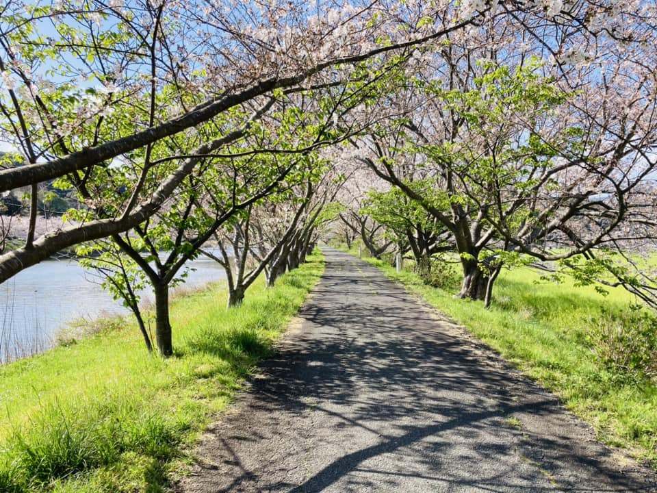 「ソメイヨシノ」と「みなみの桜(若葉)」。
相思相愛。木漏れ日が心地いい「桜の散歩道」です。