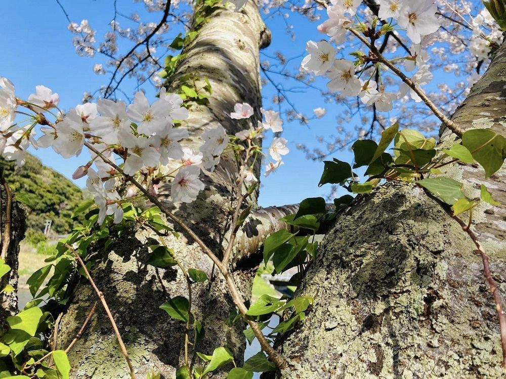 というわけで、春の青空に映える桜の木々から元気をもらう
南伊豆の2度目の桜「ソメイヨシノ」。
来年はぜひ、訪れてみてはいかがでしょうか。