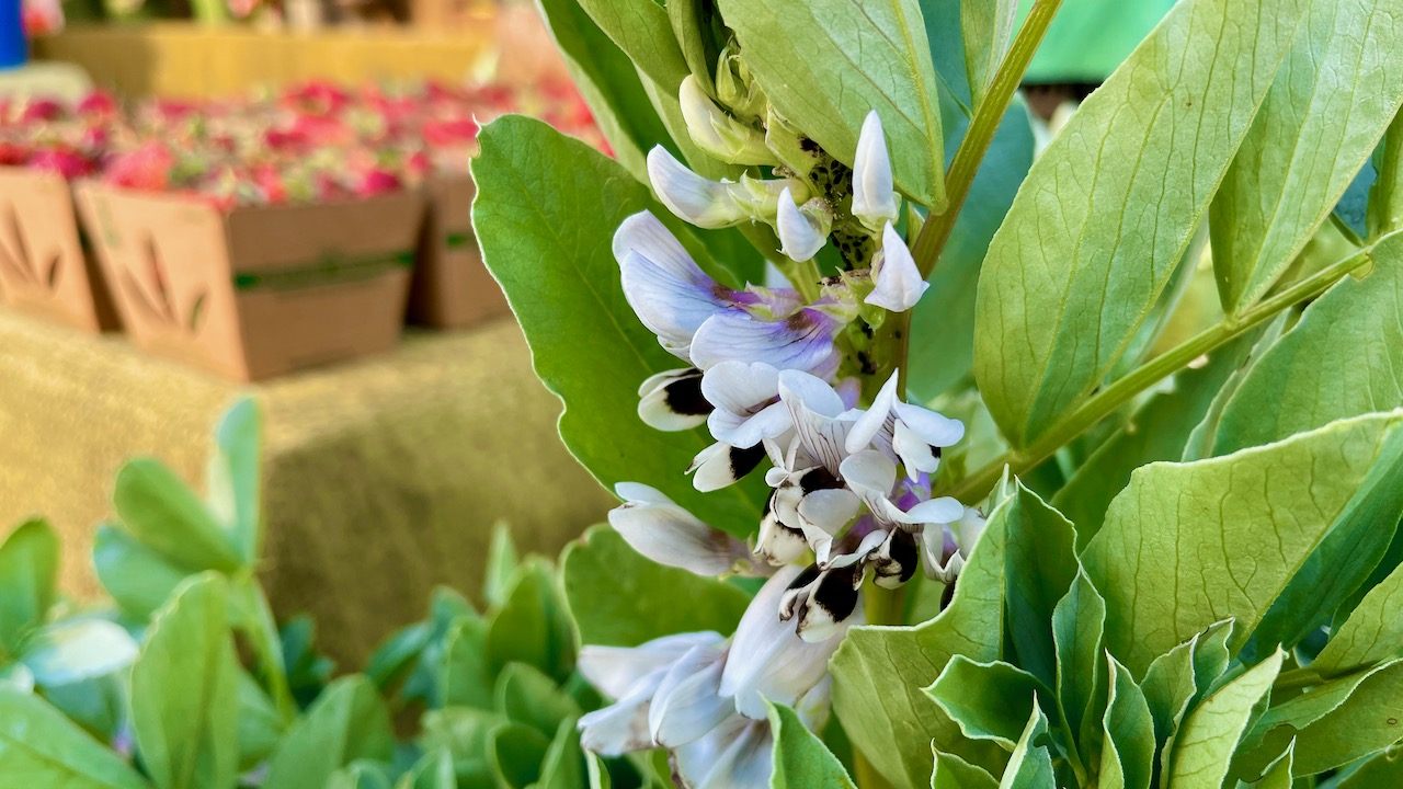 そら豆のお花