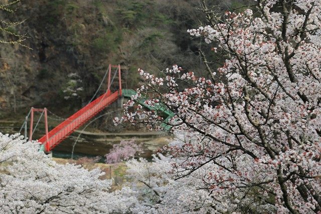 東北最南端の矢祭町にある[矢祭山公園](https://www.town.yamatsuri.fukushima.jp/page/page000066.html)に行って来ました。
公園内にある展望スポットより、JR水郡線の車両と桜とのコラボを狙ってみます。