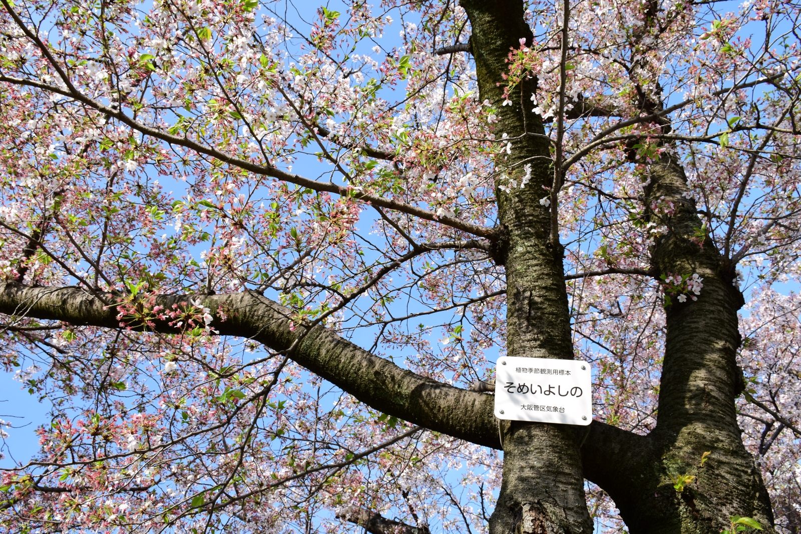西の丸庭園の桜の標本木