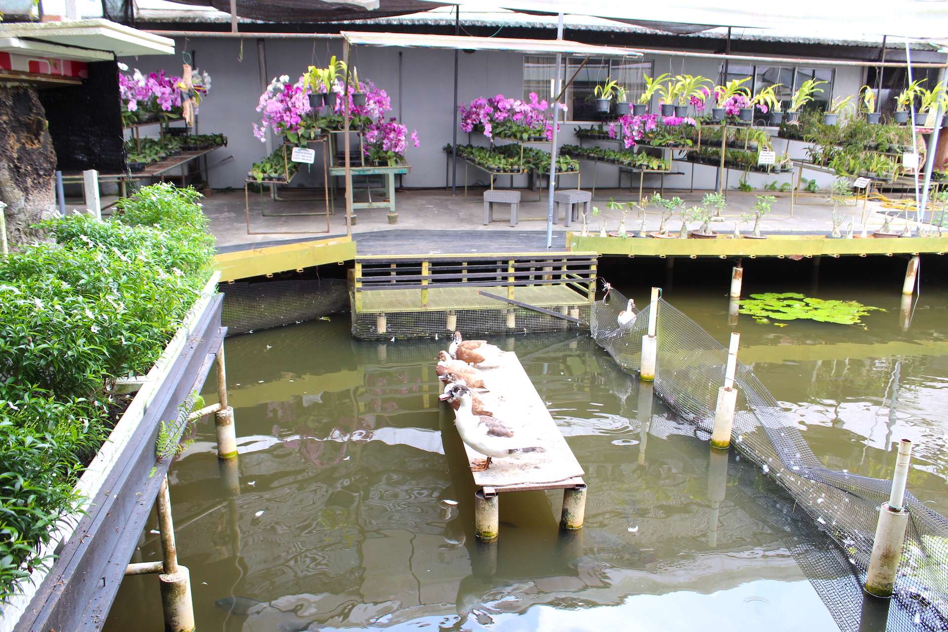 カフェの外の池には鴨が飼育されている
