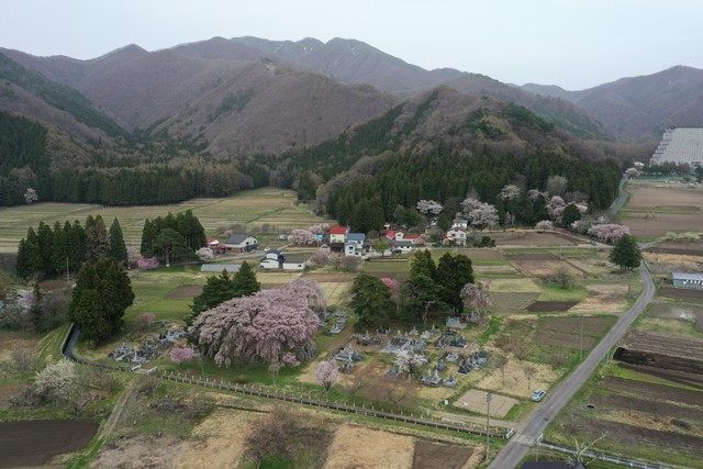 猪苗代町内にある桜スポットを幾つか巡ってみました。
花散らしとなりそうな雨の前に何とか滑り込みます。（以下、順不同にて）　
〇川桁山をバックに[白津のしだれ桜](https://www.bandaisan.or.jp/sight/shiratsu_sakura/)を俯瞰します。
