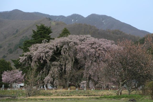 手前側の駐車スペース付近より、川桁山をバックに望む白津のしだれ桜です。