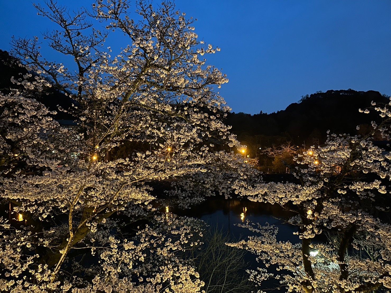 宇治川沿いの桜のライトアップ（旅館・亀石楼の客室より）