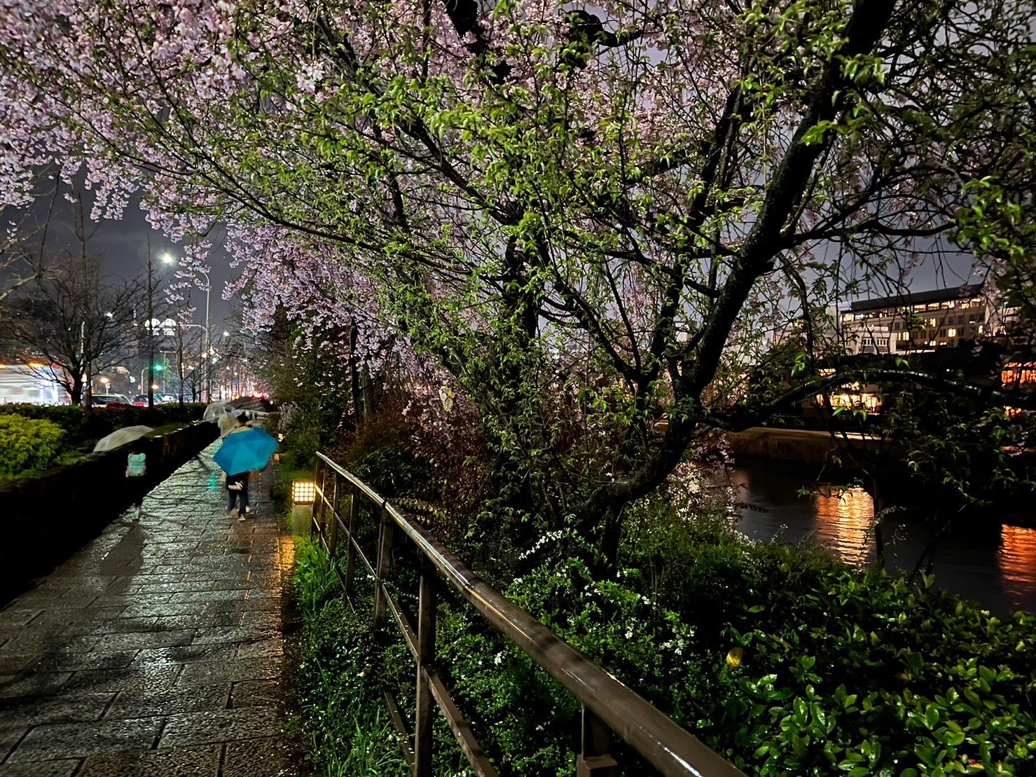 鴨川沿いの遊歩道にて撮影