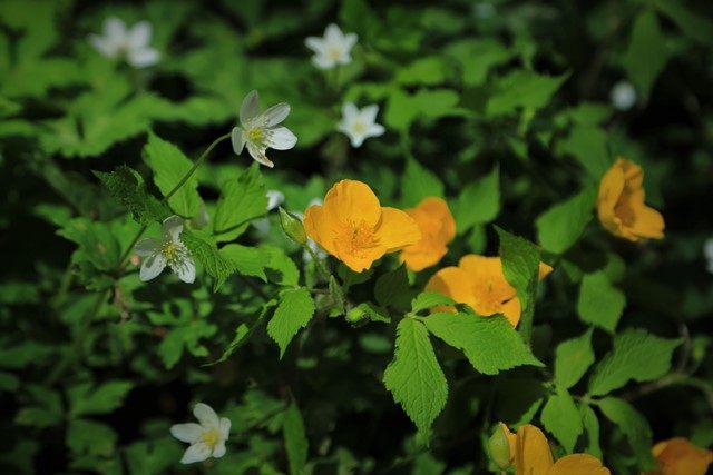 その一角では。僅かながらヤマブキソウの姿も確認できました。
こちらもまた国内屈指の貴重な群生地です。