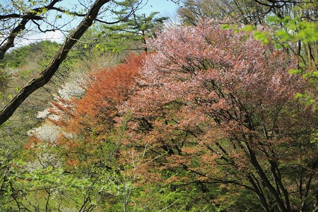 ヤマザクラの多くは葉桜でしたが、見頃の種も散見されました。
それぞれが織りなすコントラストが美しい春の天狗山です。