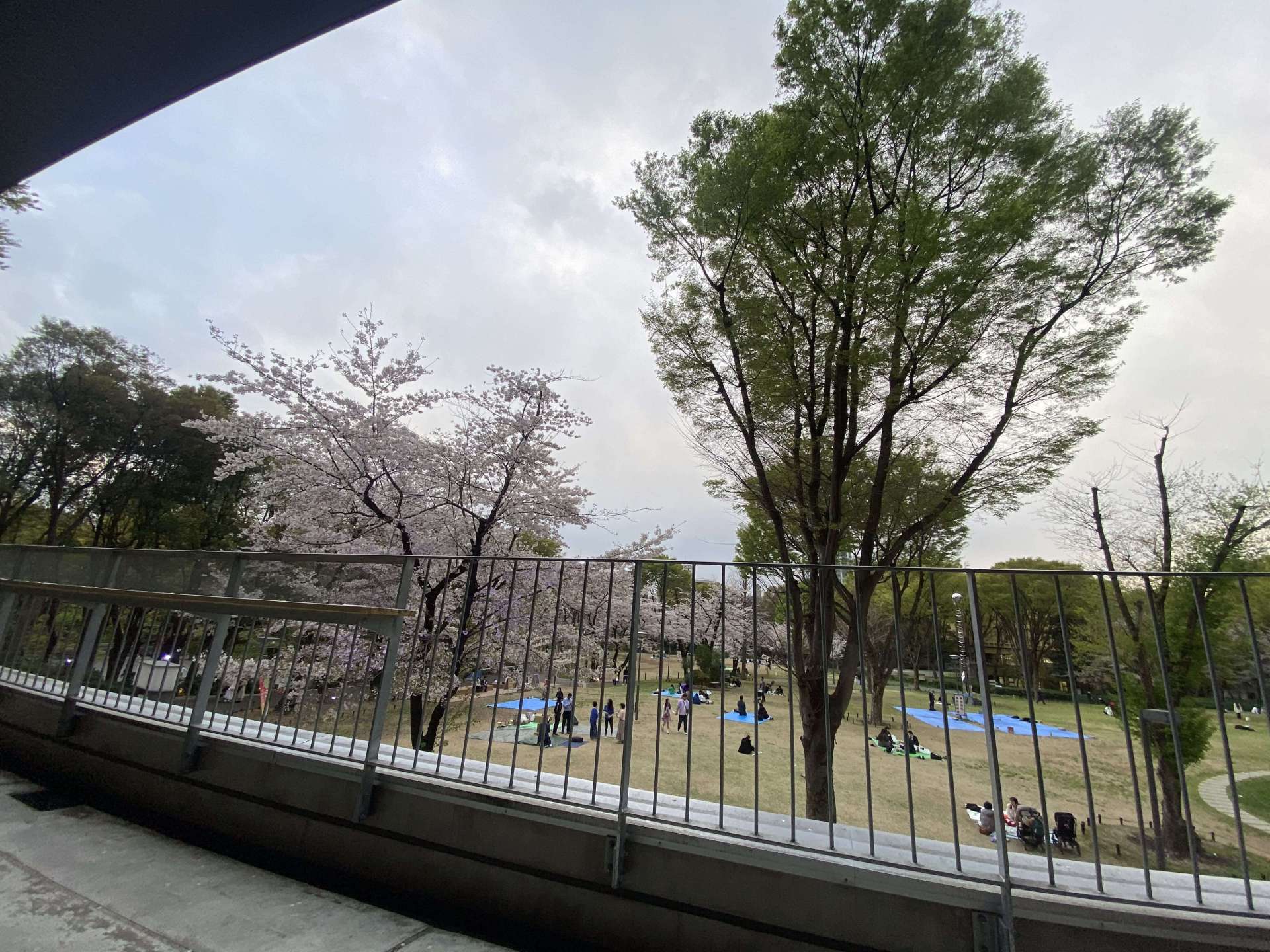 新宿中央公園・シュクノバ2階テラスより撮影