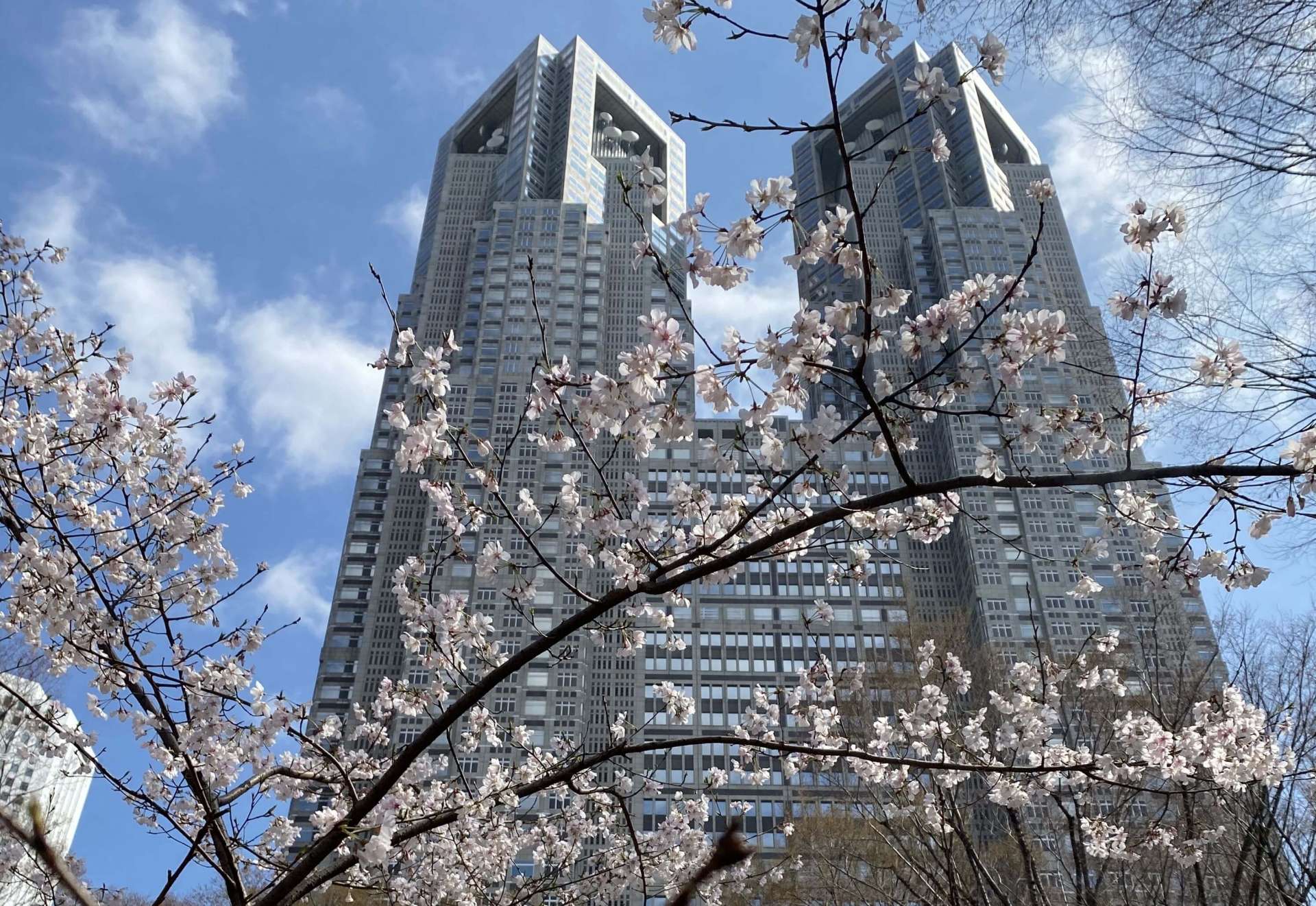新宿中央公園内の桜と都庁