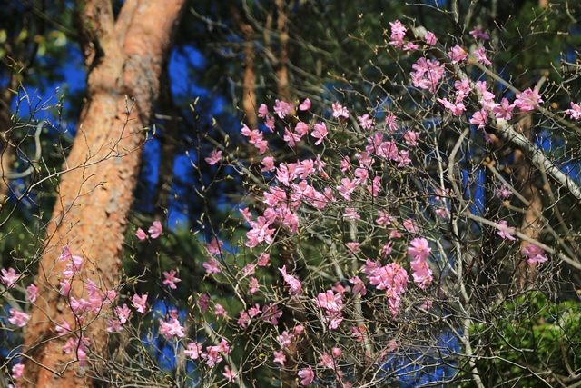 ピンクの可憐なアカヤシオの花です。
福島県が北限とされるツツジ科の一種で、二ツ箭山などでよく見られます。