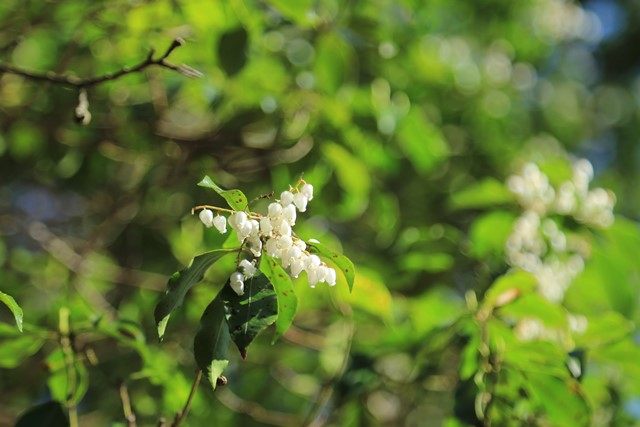 アセビの白き小さな花もまた見頃を迎えていました。