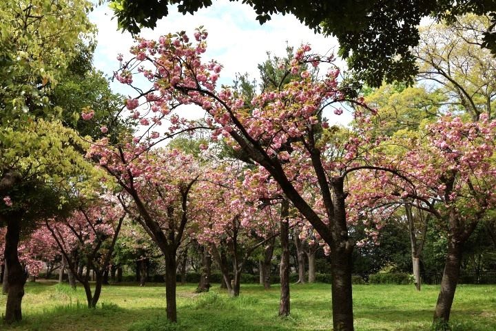 2023年4月8日　玉造口の八重桜