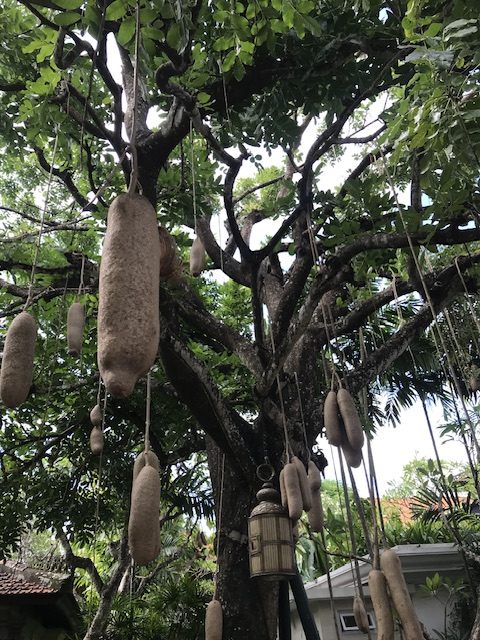 日本では熱帯植物園にでも行かないと、滅多に観られない珍しい種類も。