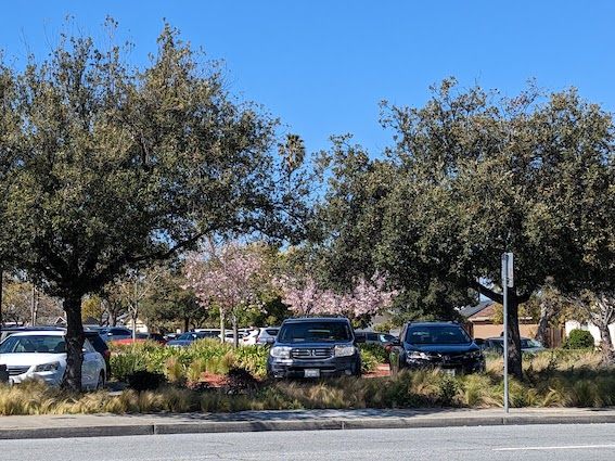 地元の公立中学校の駐車場スペースに植えられている桜の木々
