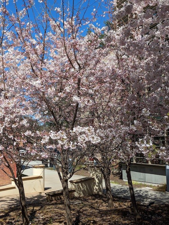 ロスガトス公立図書館の敷地内にある桜の木