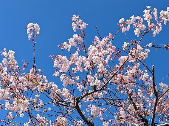 ほどよく咲き揃いつつある桜
