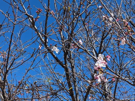 まだまだこれから蕾が膨らんでいる様子の桜