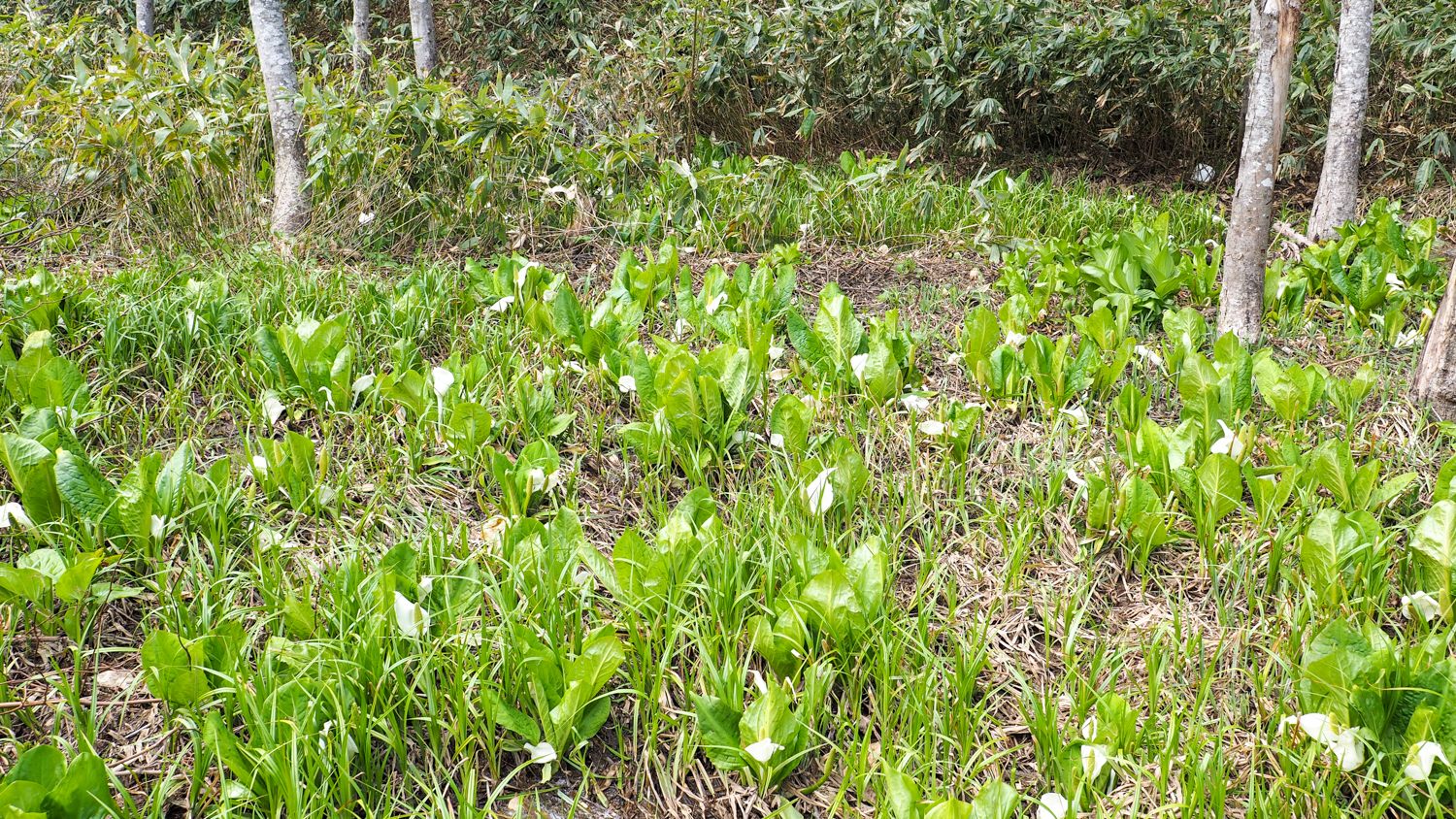 ミズバショウの群生（積丹町） / Clumps of Asisan skunk-cabbage in Shakotan Town, Hokkaido