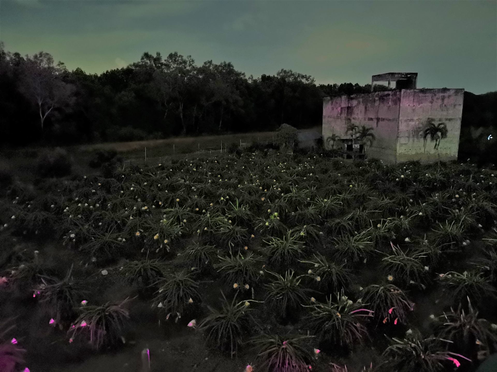 ドラゴンフルーツの花は夜のみ咲く（提供：HL Dragon Fruit Eco Farm）