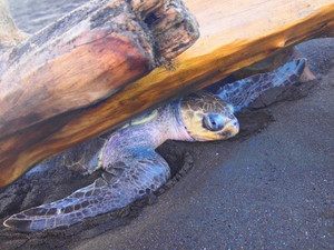 木に引っ掛かってしまうカメも…(笑)