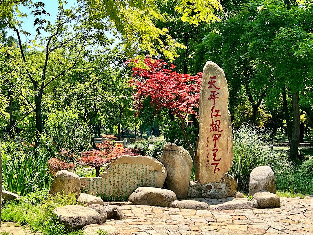 夏場も紅葉する木があります