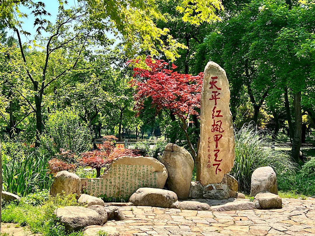 夏場も紅葉する木があります