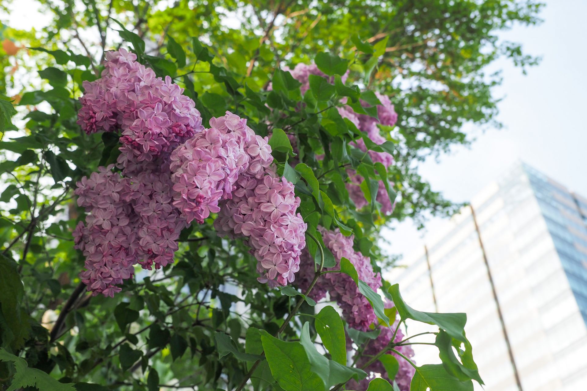 Symbol flower of Sapporo City, Lilac