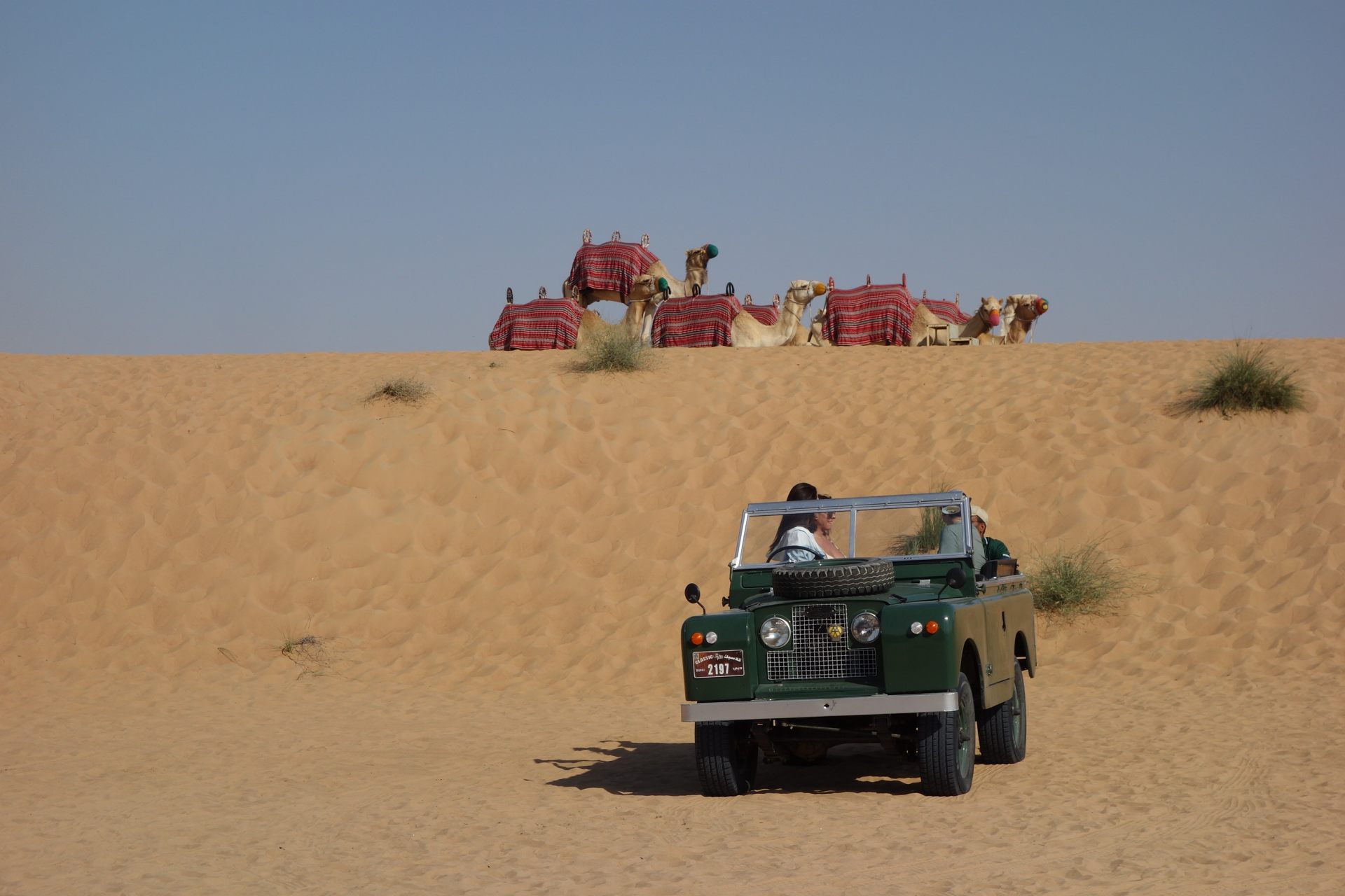 砂漠ドライブで朝食会場へ到着すると、ラクダたちがお出迎え。