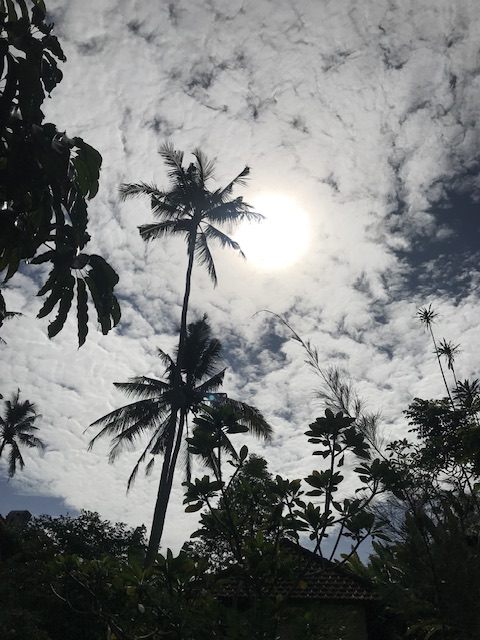 カフェから見た太陽と椰子の木
