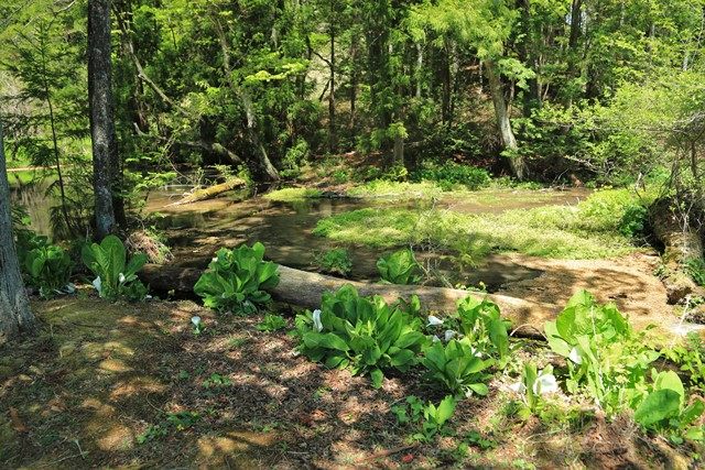 天栄村は牧之内地区にある[涌井の清水](https://www.vill.tenei.fukushima.jp/soshiki/8/wakuinosimizu01.html)へ行って来ました。（4月下旬）
毎分約2,200Lの湧水量を誇る500㎡の湧水地で、春には可憐な花々が清らかな水辺を彩ります。