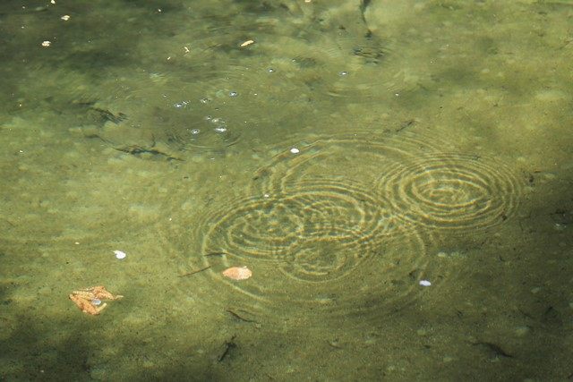 湧水がつくる波紋は、いつまでも見ていられます♪