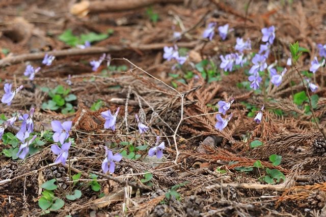 タチツボスミレの群生は、三森山以上に密度が高く見応えがあります。