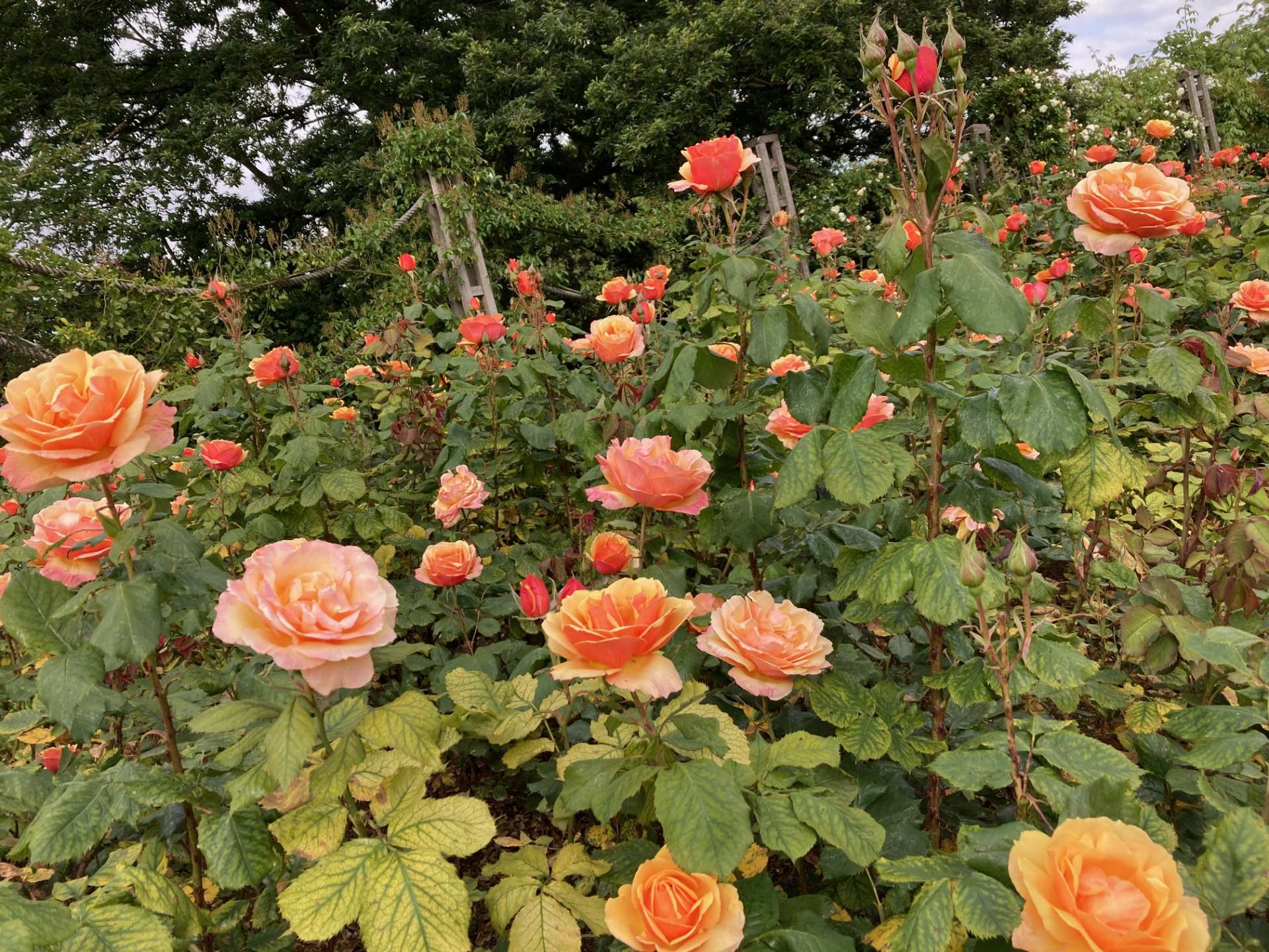 色も形も美しい薔薇がいっぱい