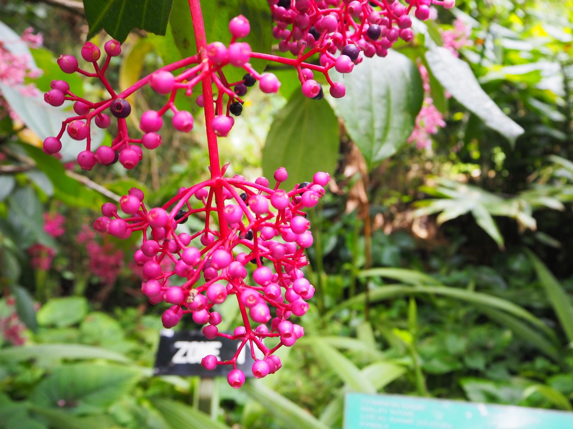 鮮やかなピンク色で薬草としても使われる熱帯の花