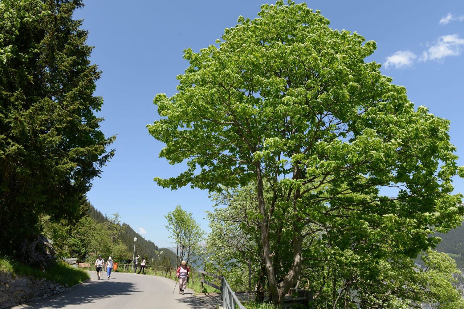 スイスの5～6月は新緑の景色も楽しめるシーズン