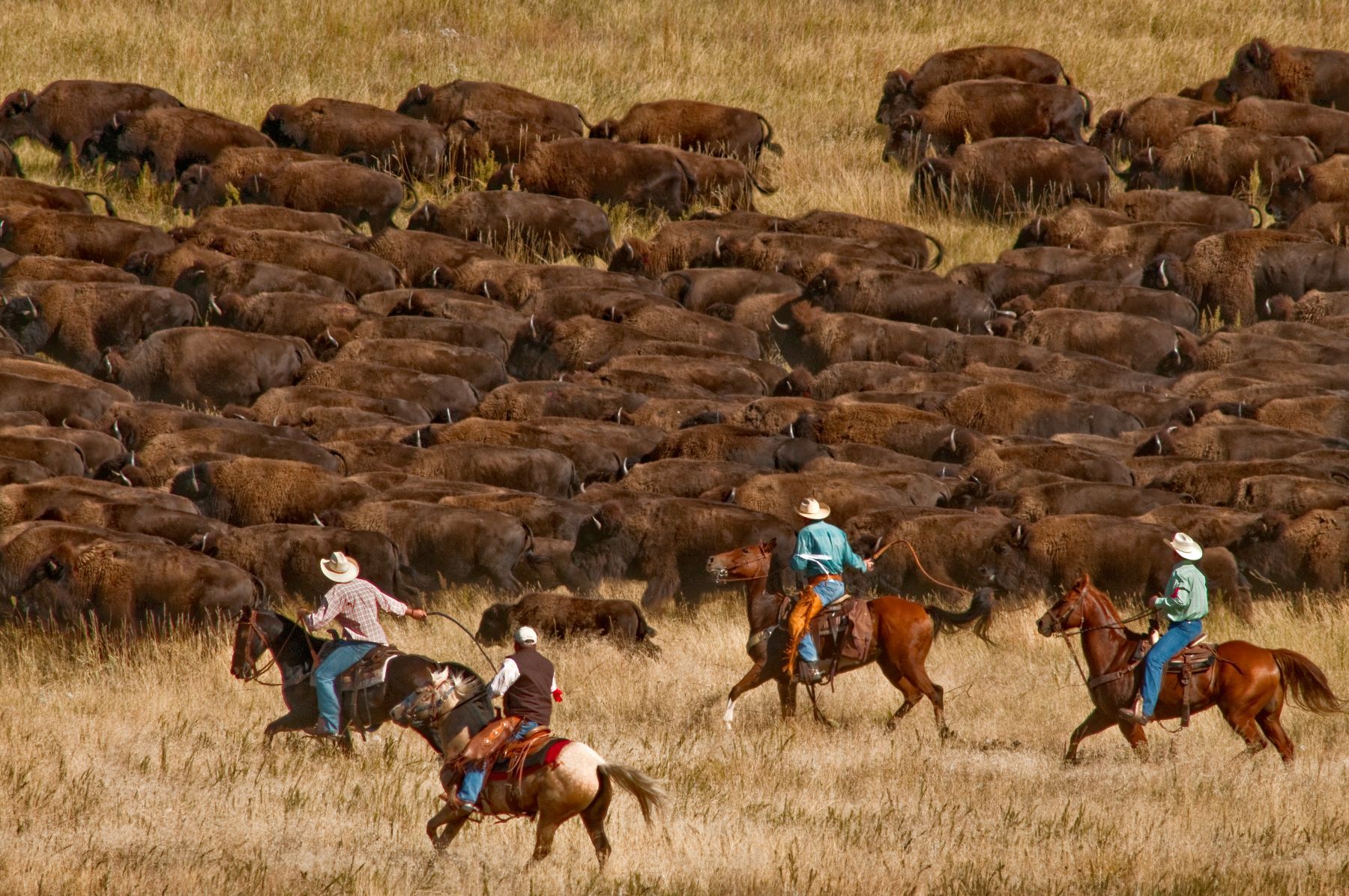 全米各地から選りすぐられたカウボーイ&カウガールたちの腕も見どころのひとつ ©Travel South Dakota