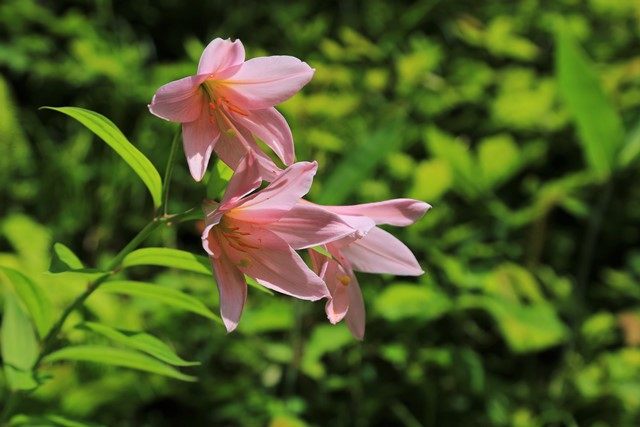 乙女百合（おとめゆり）はヒメサユリとも呼ばれ、福島、新潟、山形県の境界付近にしか咲かない貴重な花です。