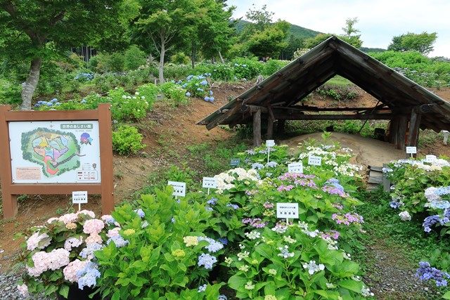 休憩所前では、平田村オリジナル種のあじさいが多数ディスプレイされていました。