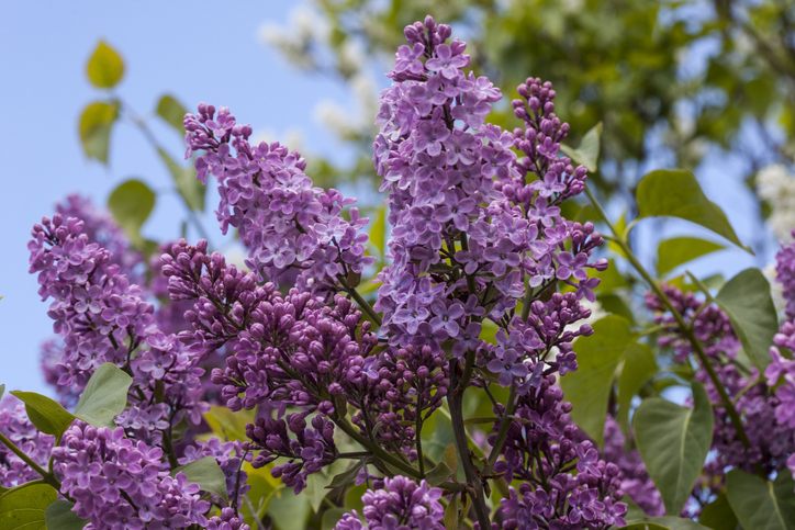 あでやかなリラの花　©iStock