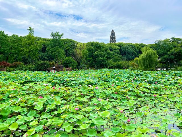 【中国・蘇州】蓮の花が美しい夏の虎丘