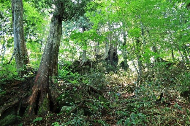 巨木と岩の目立つ原生林は、裏燧林道の特徴の一つです。