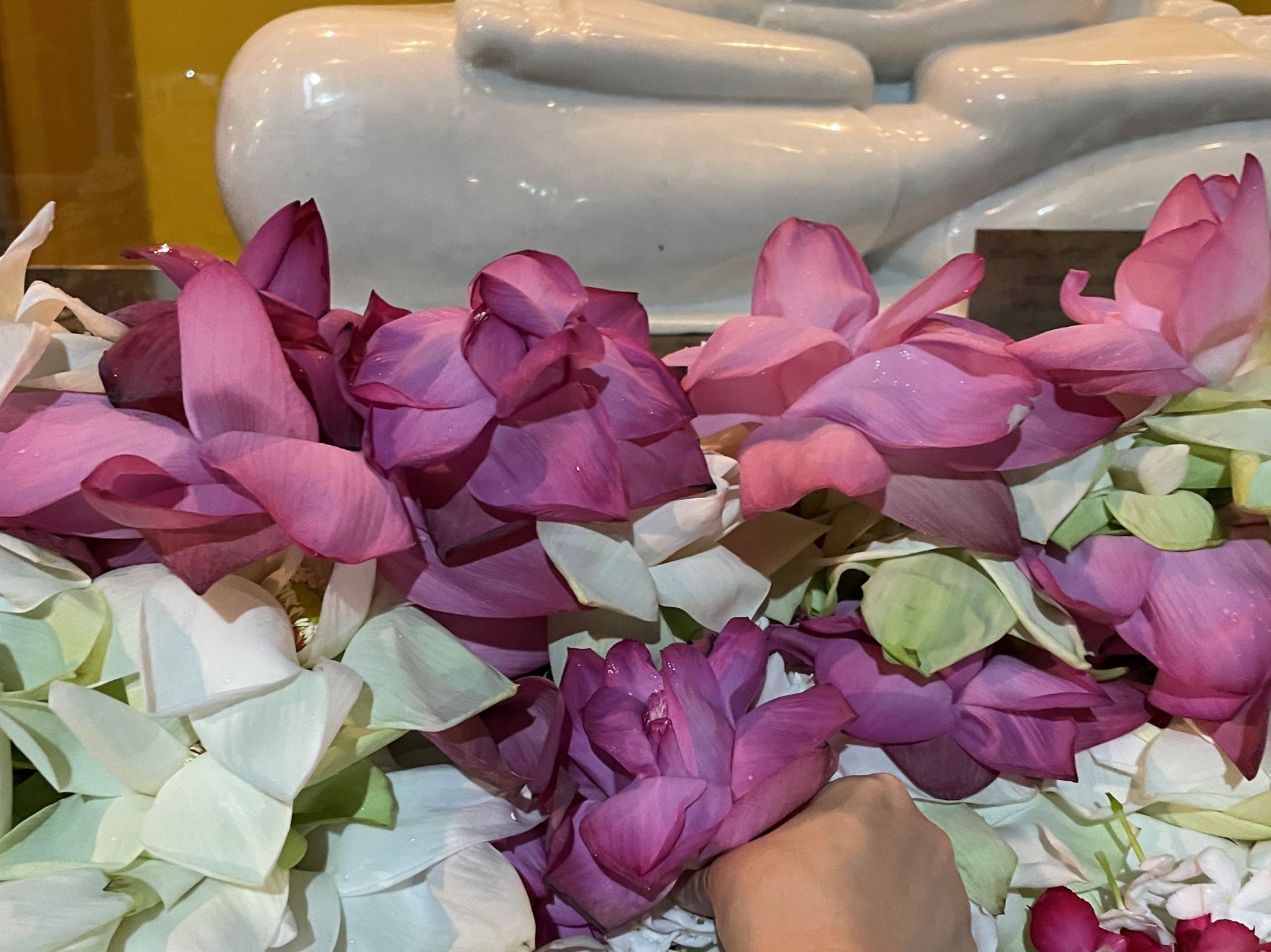 蓮の花を赤と白5つずつで200スリランカ・ルピー(約90円)。参道で購入