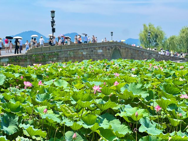 【中国・杭州】世界遺産・西湖で蓮の花を鑑賞する