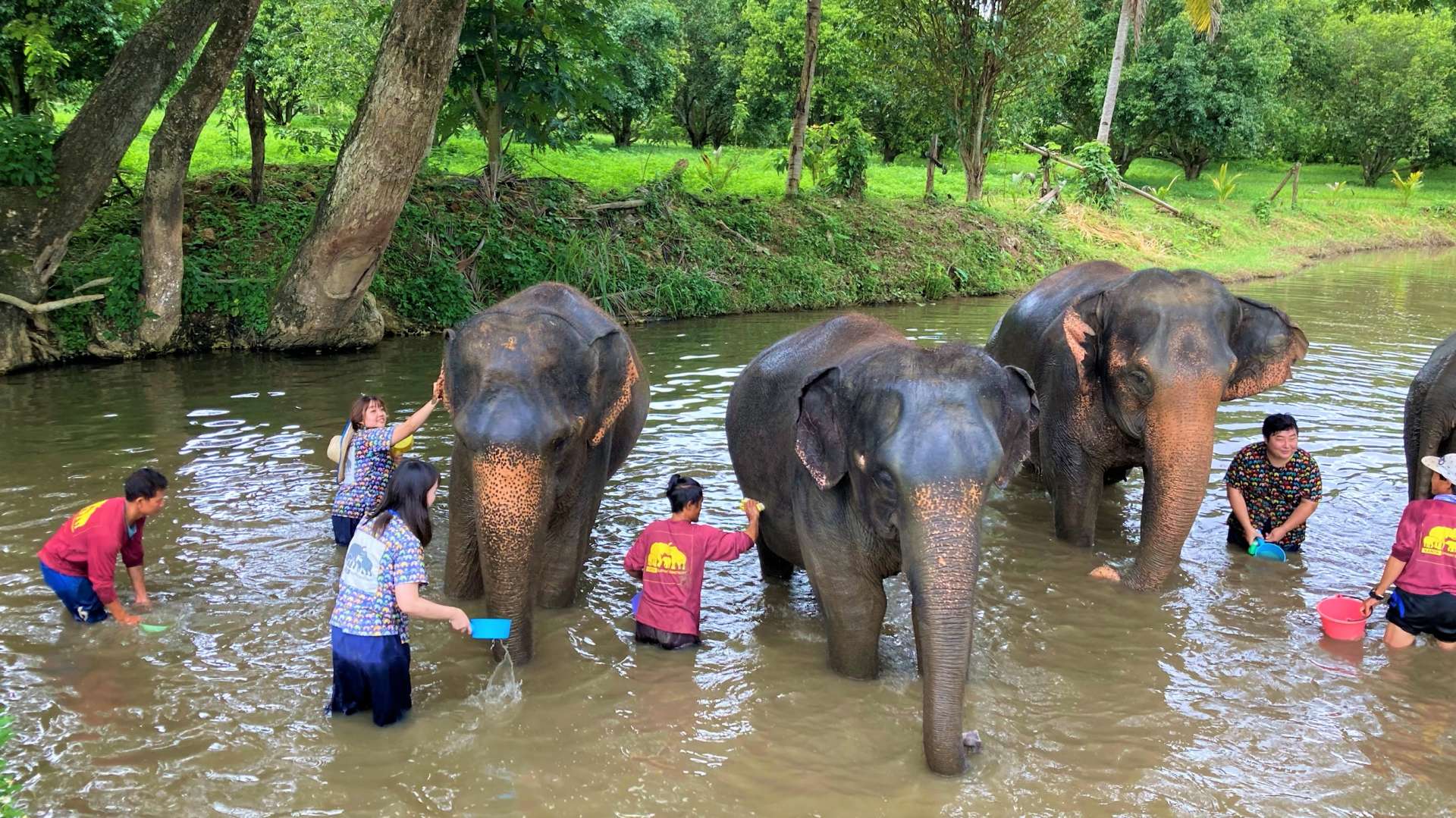 ゾウと一緒に川に入り体を洗う